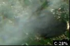 Great Pond