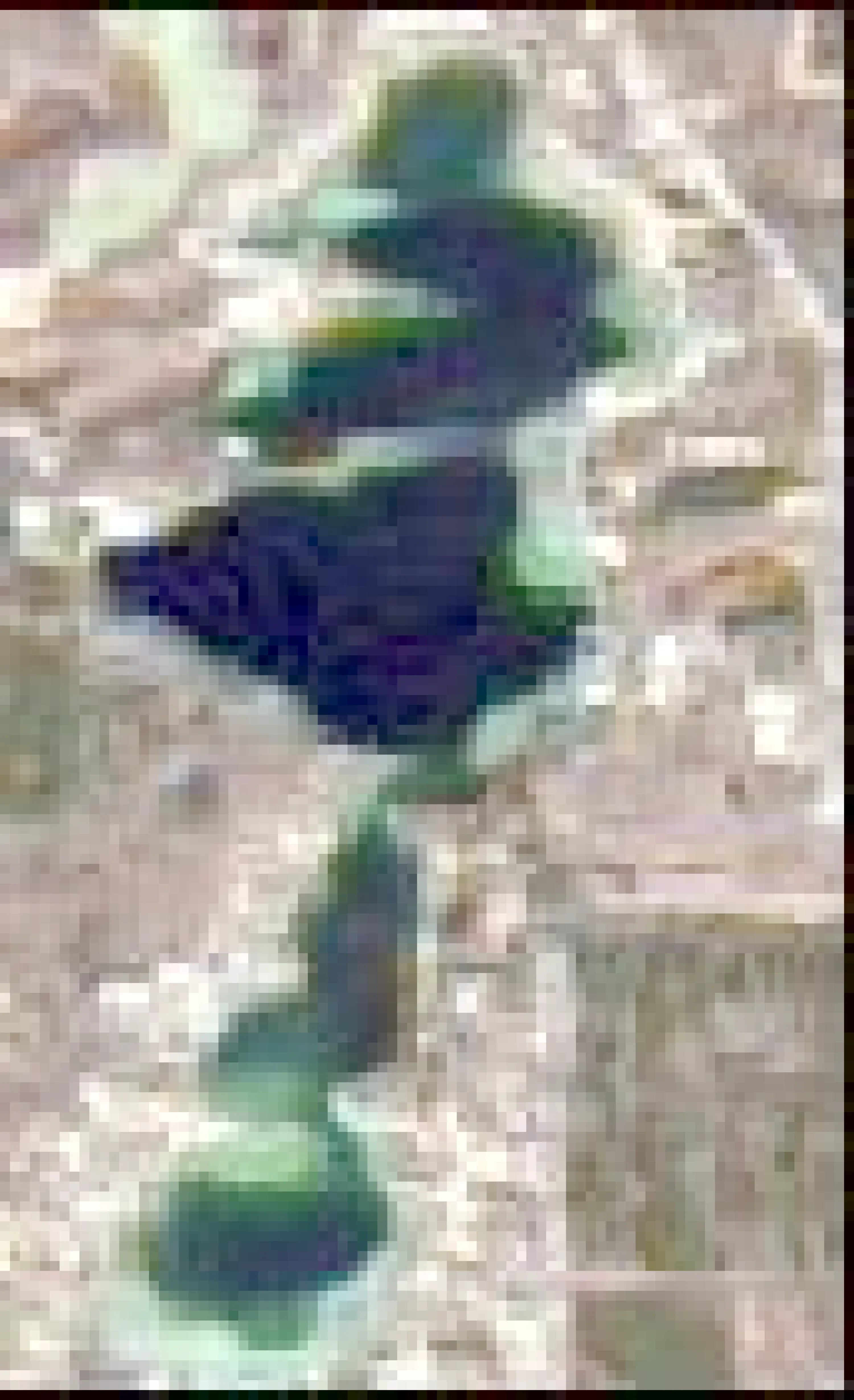 Barlow Lake satellite view